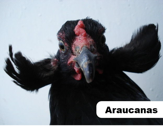 Araucanas Tavuk Irkı