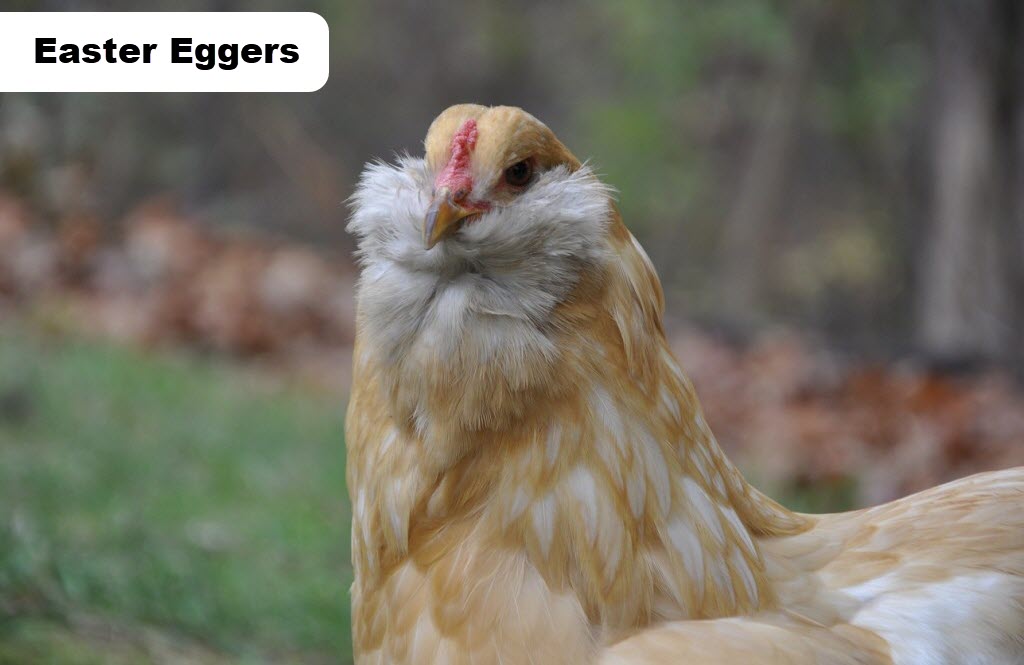 Easter Eggers Tavuk Irkı