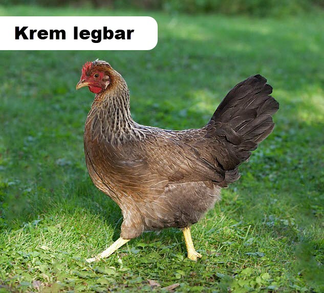 Krem Legbar Tavuk Irkı