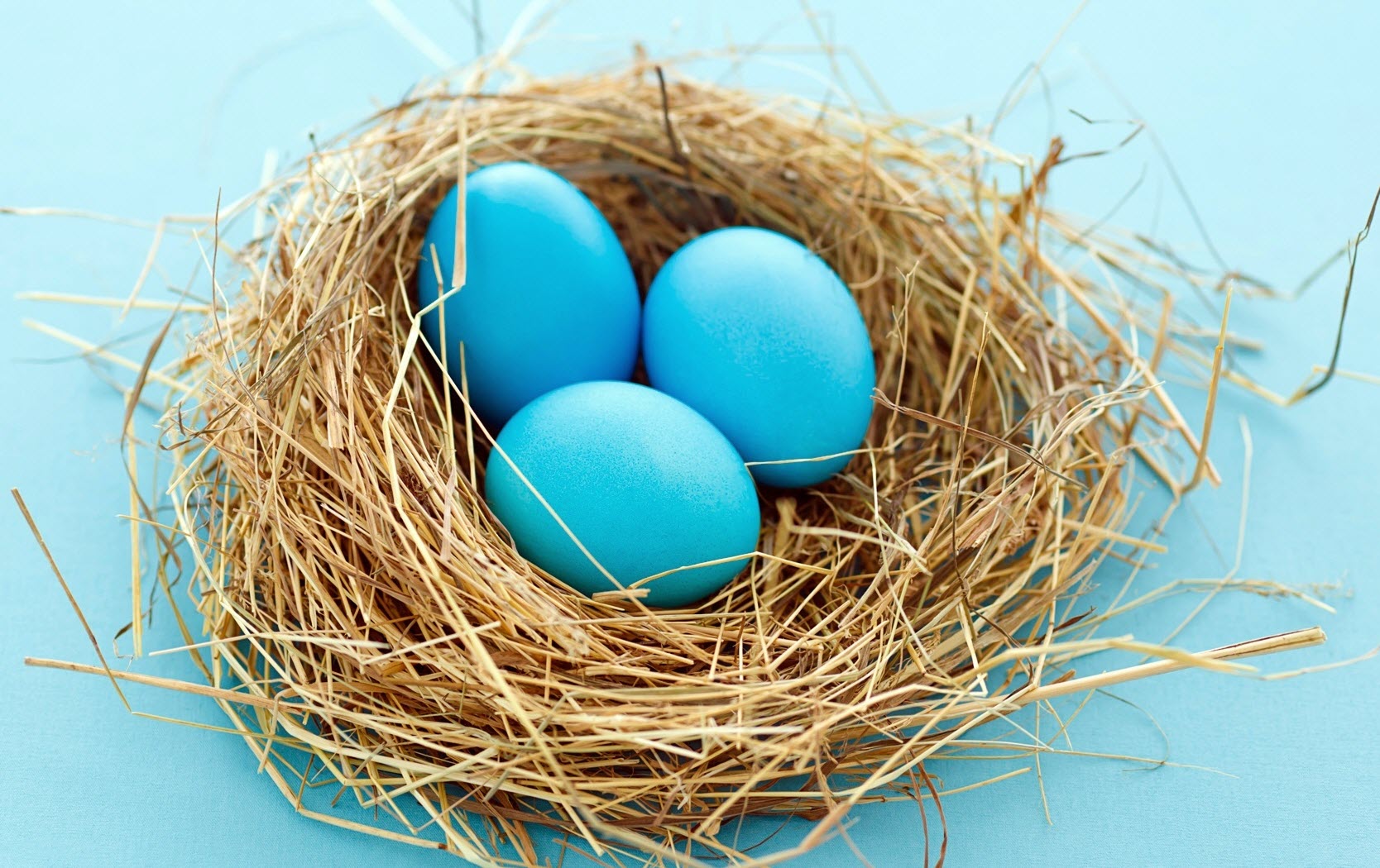 Mavi Yumurta Nedir? Nasıl Üretilir? Nasıl Kazanç Sağlanır? 9 Mavi Yumurta Nasıl Üretilir